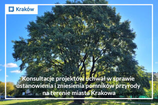 Zdjęcie okazałego dębu i napis: Konsultacje projektów uchwał w sprawie ustanowienia i zniesienia pomników przyrody na terenie miasta Krakowa 